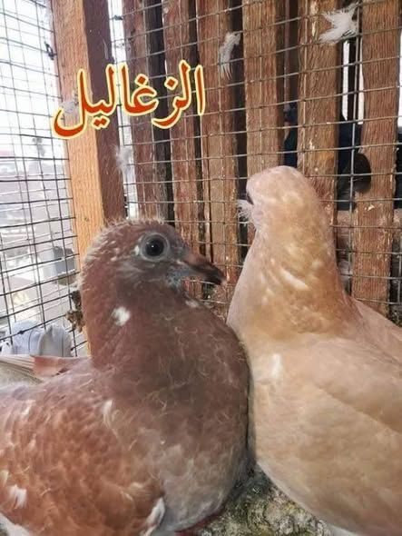 دواجن بلدي وأرانب وبيض طازج — الرصيفة, الأردن (3)