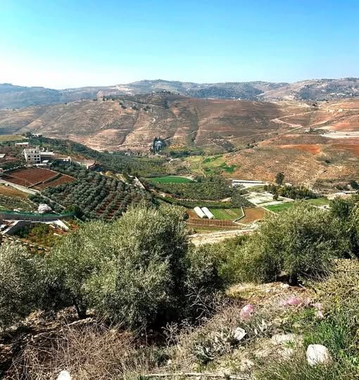 Irrigated Olive & Lemon Farm – Mahis, Jordan