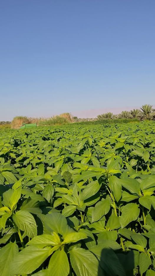 Fresh Molokhia (Jute Mallow) — South Shuneh, Jordan
