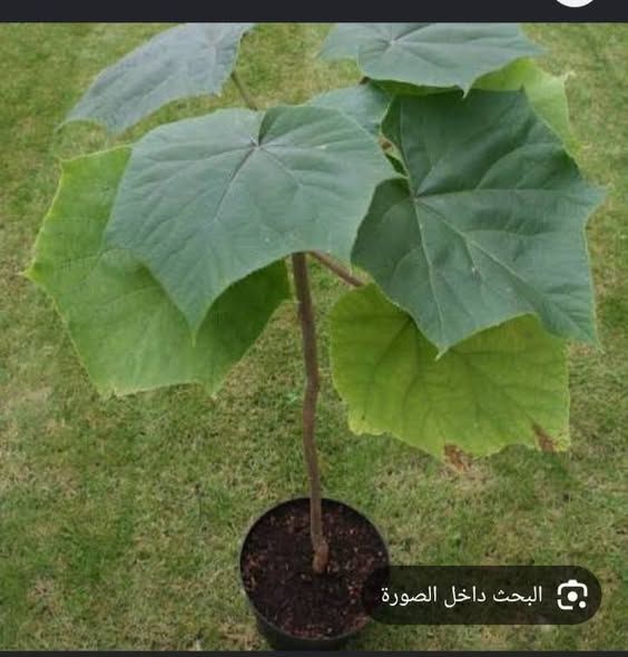 Paulownia Ornamental Trees