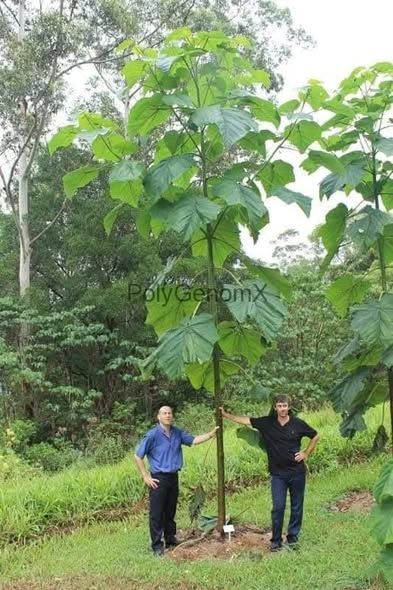 Paulownia Ornamental Trees — Jordan (2)