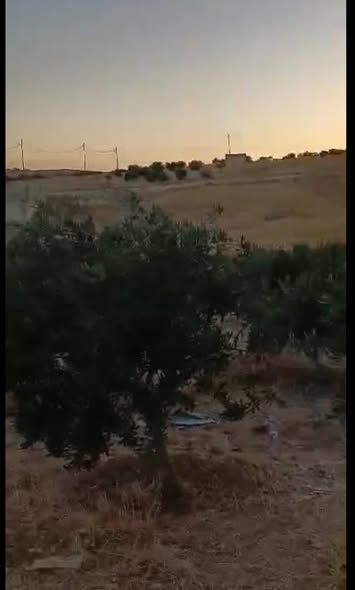 4-Dunum Olive & Fruit Farm in Madaba — Madaba, Jordan (4)