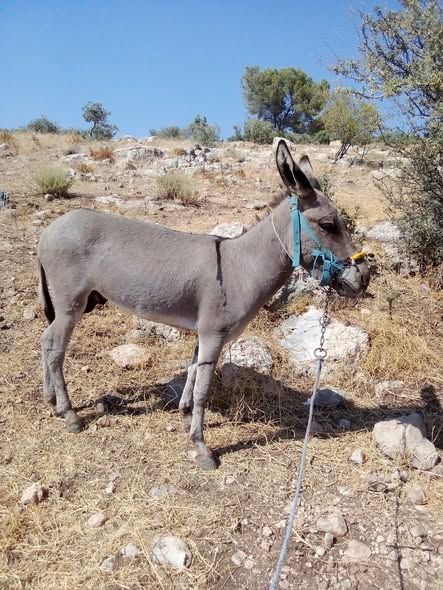 3-Year-Old Stallion Donkey – Trained for Plowing