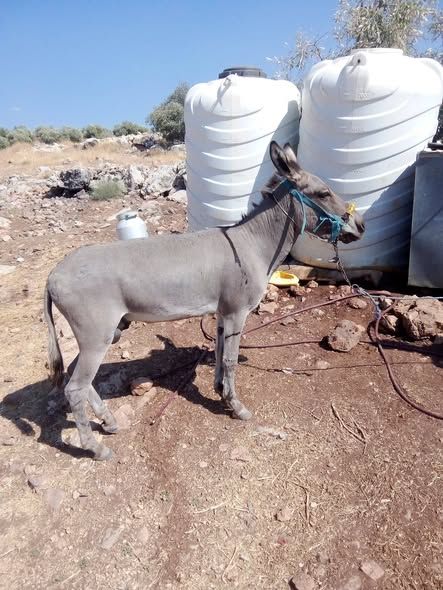 3-Year-Old Stallion Donkey – Trained for Plowing — Jordan (2)