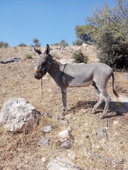 3-Year-Old Stallion Donkey – Trained for Plowing — Jordan (3)