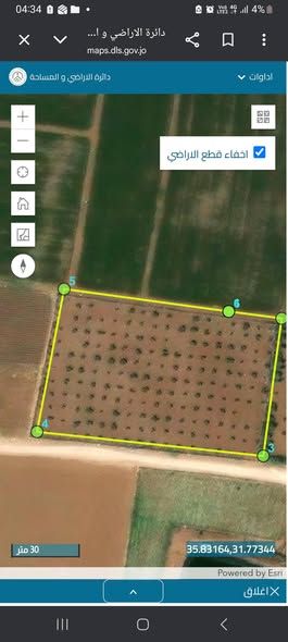 Olive-Planted Agricultural Land in Hisban, Jordan — Hisban, Jordan (3)
