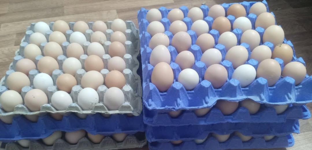 Fertilized Lohmann Hatching Eggs