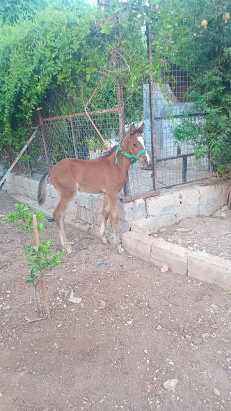 مهر عمره 3 أشهر