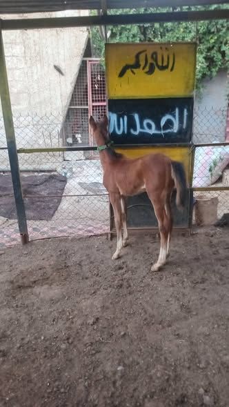 مهر عمره 3 أشهر — Al-Ramtha, الأردن (3)