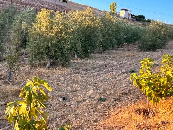 مزرعة زيتون وحمضيات - 3 دونمات و800 م — Balama, الأردن (2)