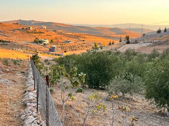 مزرعة زيتون وحمضيات - 3 دونمات و800 م — Balama, الأردن (3)