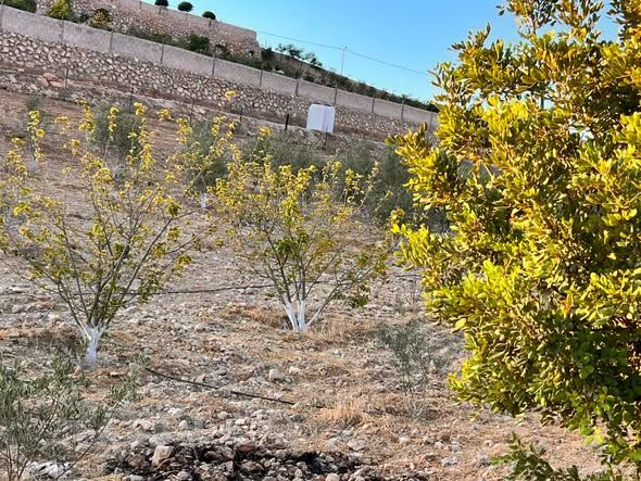 مزرعة زيتون وحمضيات - 3 دونمات و800 م — Balama, الأردن (4)
