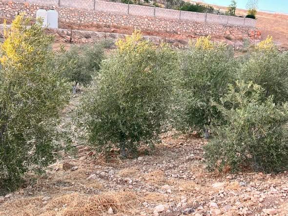 مزرعة زيتون وحمضيات - 3 دونمات و800 م — Balama, الأردن (5)