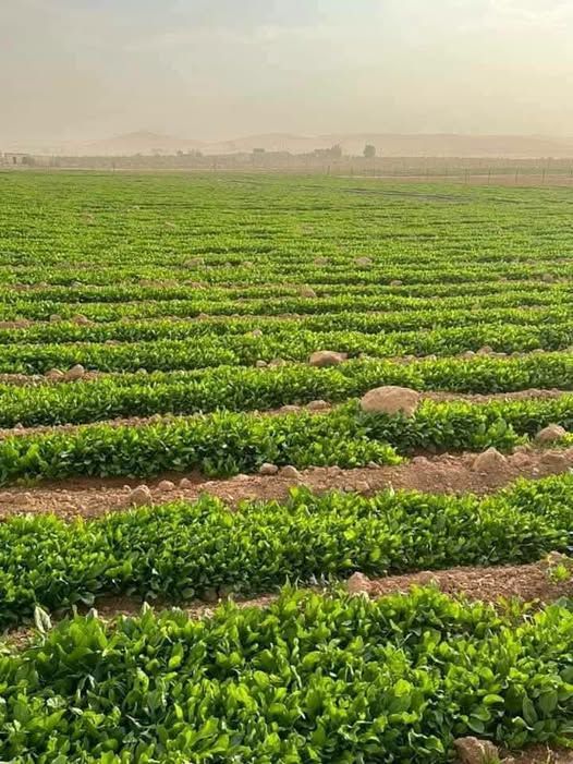 أرض 3.4 دونم في بلعما زيتونة