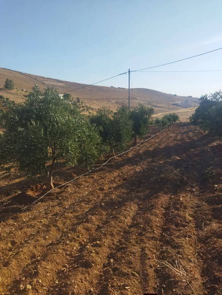 4-Dunum Olive Farm with Independent Title Deed