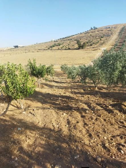 4-Dunum Olive Farm with Independent Title Deed — Bal'ama, Jordan (4)