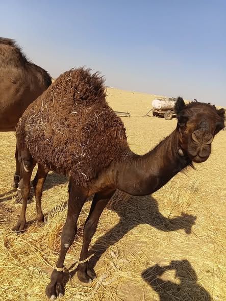 Dairy She-Camel with Calf (Bred Three Times)
