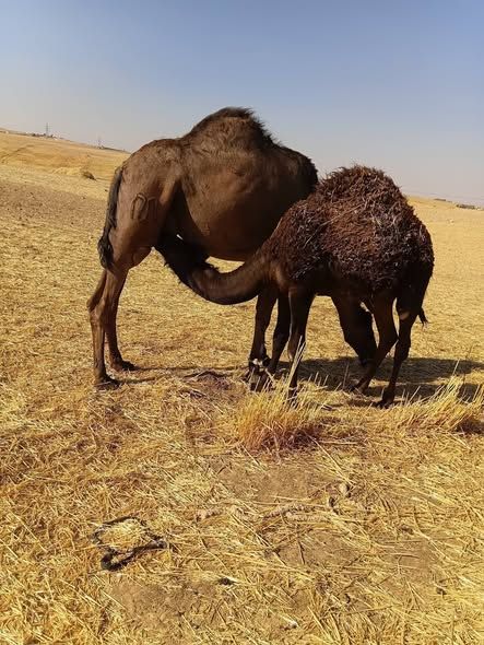 Dairy She-Camel with Calf (Bred Three Times) — Jordan (2)