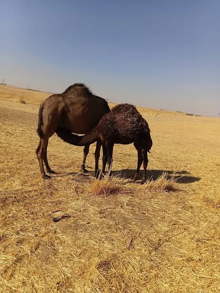 Dairy She-Camel with Calf (Bred Three Times) — Jordan (3)