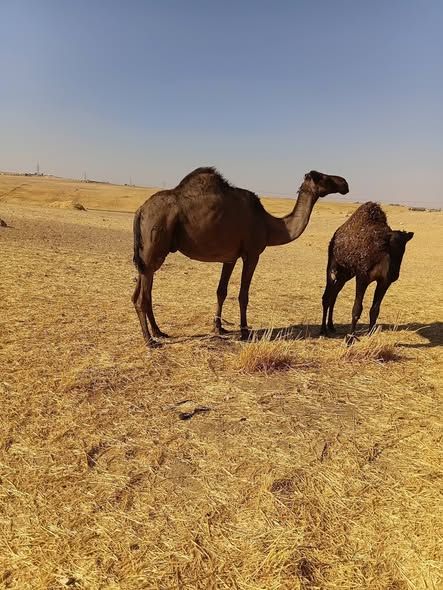 Dairy She-Camel with Calf (Bred Three Times) — Jordan (4)