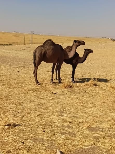 Dairy She-Camel with Calf (Bred Three Times) — Jordan (5)