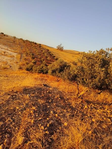 أرض للبيع في طبقة فحل، إربد — Irbid, الأردن (3)