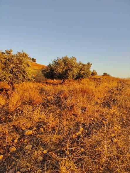 أرض للبيع في طبقة فحل، إربد — Irbid, الأردن (4)