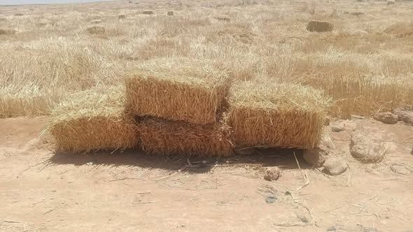Clean Wheat Straw Bales