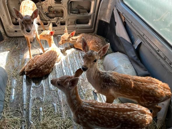 Holland Florida Deer