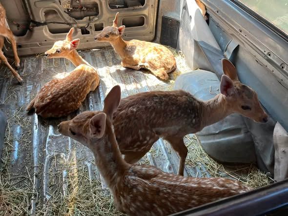 Holland Florida Deer — Shafa Badran, Jordan (2)