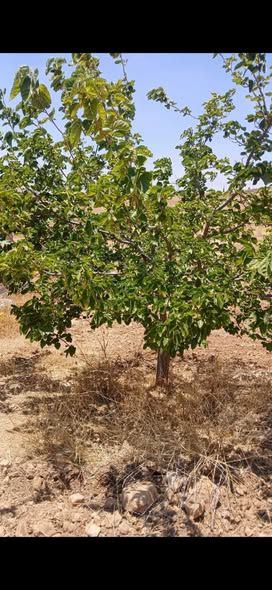 3,400 m² Farm Land in Bal'ama, Jerash — Jerash, Jordan (4)