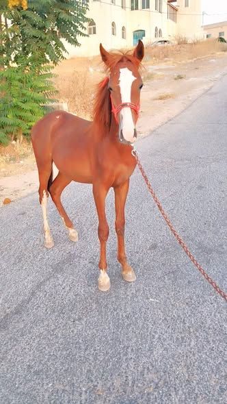 8-Month-Old English Colt (Foal)
