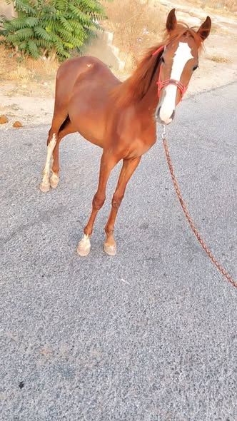 8-Month-Old English Colt (Foal) — Jerash, Jordan (2)