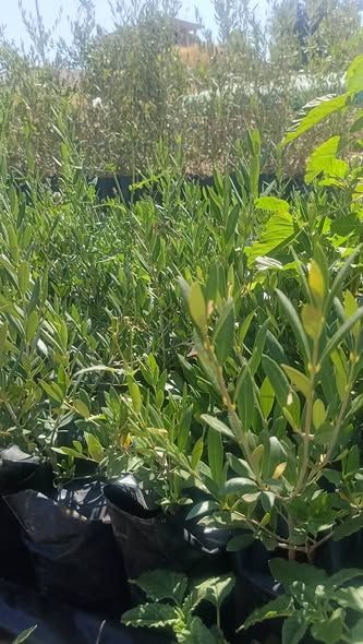 Koroneiki & Arbequina Olive Seedlings (Tissue Culture)