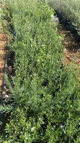 Koroneiki & Arbequina Olive Seedlings (Tissue Culture) — Jordan (2)
