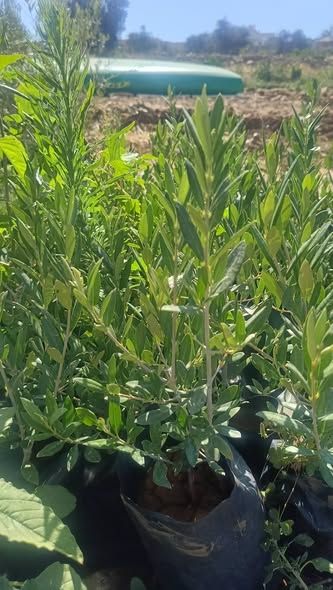 Koroneiki & Arbequina Olive Seedlings (Tissue Culture) — Jordan (3)