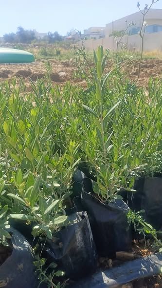 Koroneiki & Arbequina Olive Seedlings (Tissue Culture) — Jordan (4)