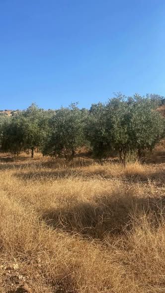 38-Dunum Olive Farm in Jerash