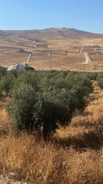 38-Dunum Olive Farm in Jerash — Jerash, Jordan (2)