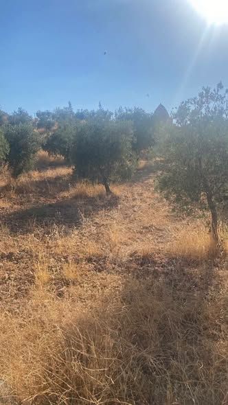38-Dunum Olive Farm in Jerash — Jerash, Jordan (4)
