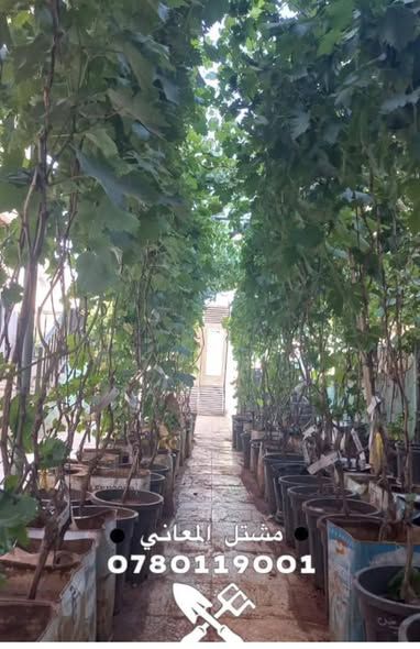 Grafted Grape Seedlings (American Rootstock)