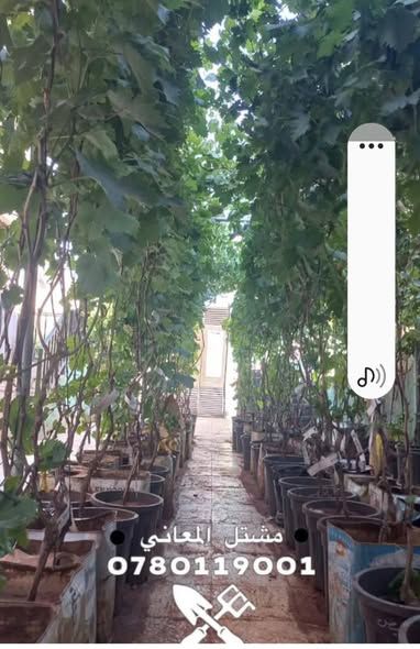 Grafted Grape Seedlings (American Rootstock) — Amman, Jordan (2)