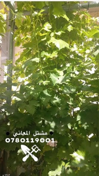 Grafted Grape Seedlings (American Rootstock) — Amman, Jordan (3)