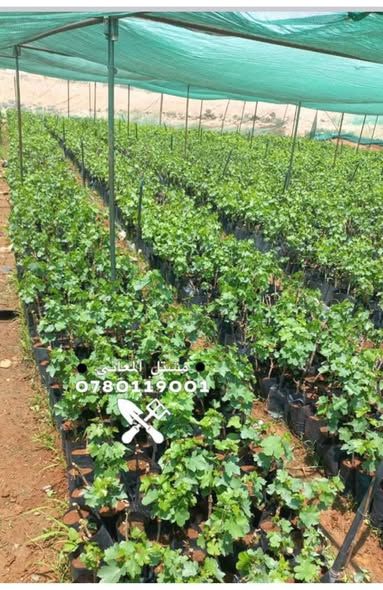 Grafted Grape Seedlings (American Rootstock) — Amman, Jordan (4)
