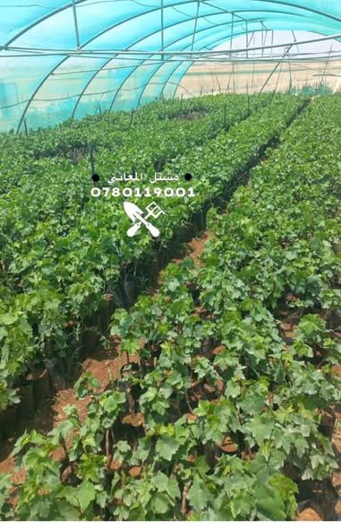 Grafted Grape Seedlings (American Rootstock) — Amman, Jordan (5)