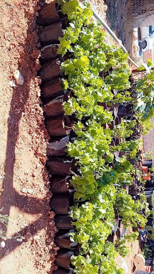 Grape Vine Seedlings