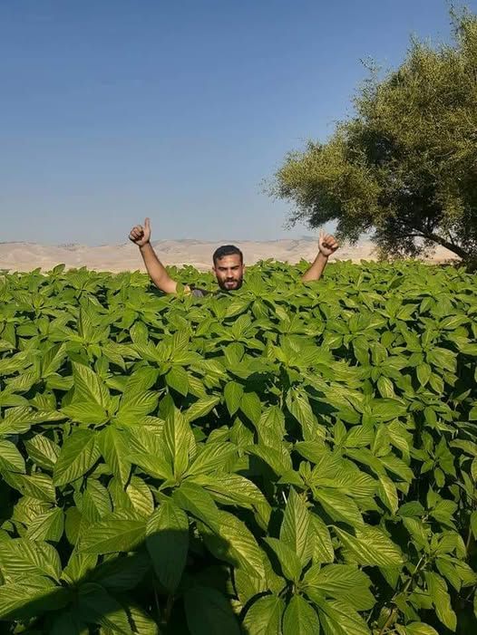 ملوخية نخب أول