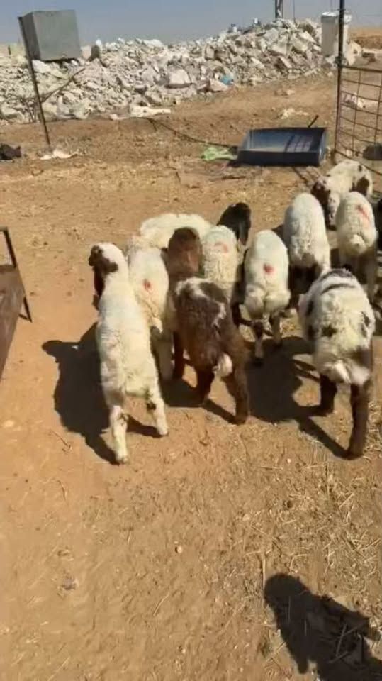 Grain-Fed Sheep