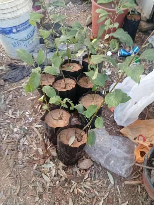 Sukkari Apple Tree Seedling