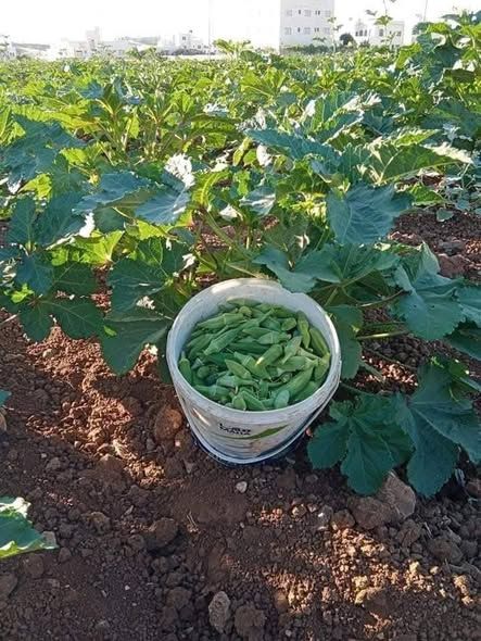 باميه بعل حبة صغيرة — اليادودة, الأردن (2)